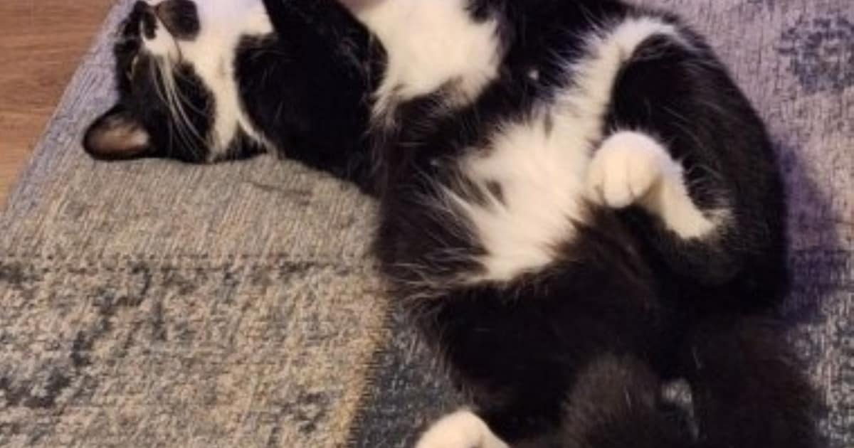 Heb jij Tommy, Pucky of Harley gezien? Deze vier huisdieren worden in Heusden vermist