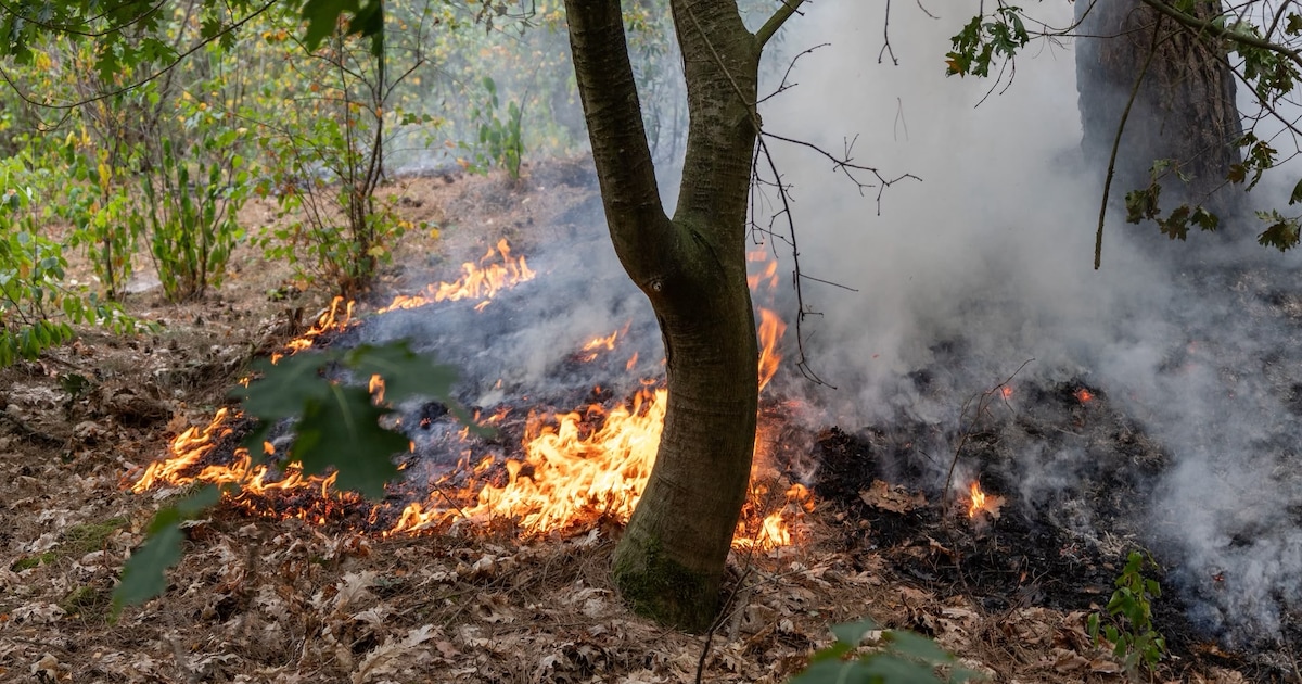 Bosbrand bij recreatieplas snel onder controle, 200 vierkante meter natuur verwoest