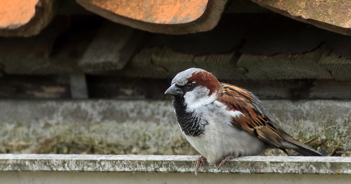 Huismussen in Alphen krijgen steun met nieuwe plannen