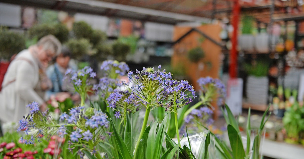 Planten, kruiden en bloemen te koop bij groene markt op Treubplein in Voorschoten