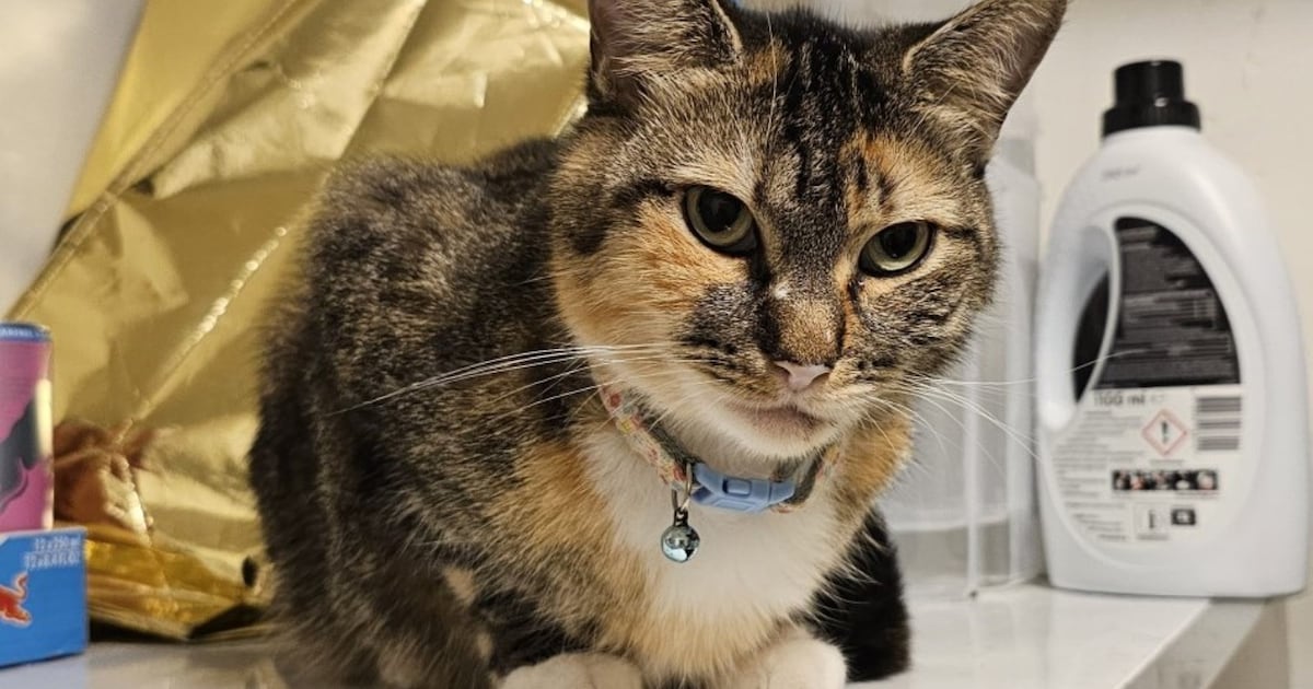 Heb jij Tweety, Tico of Filou gezien? Deze vier huisdieren worden in Velsen vermist