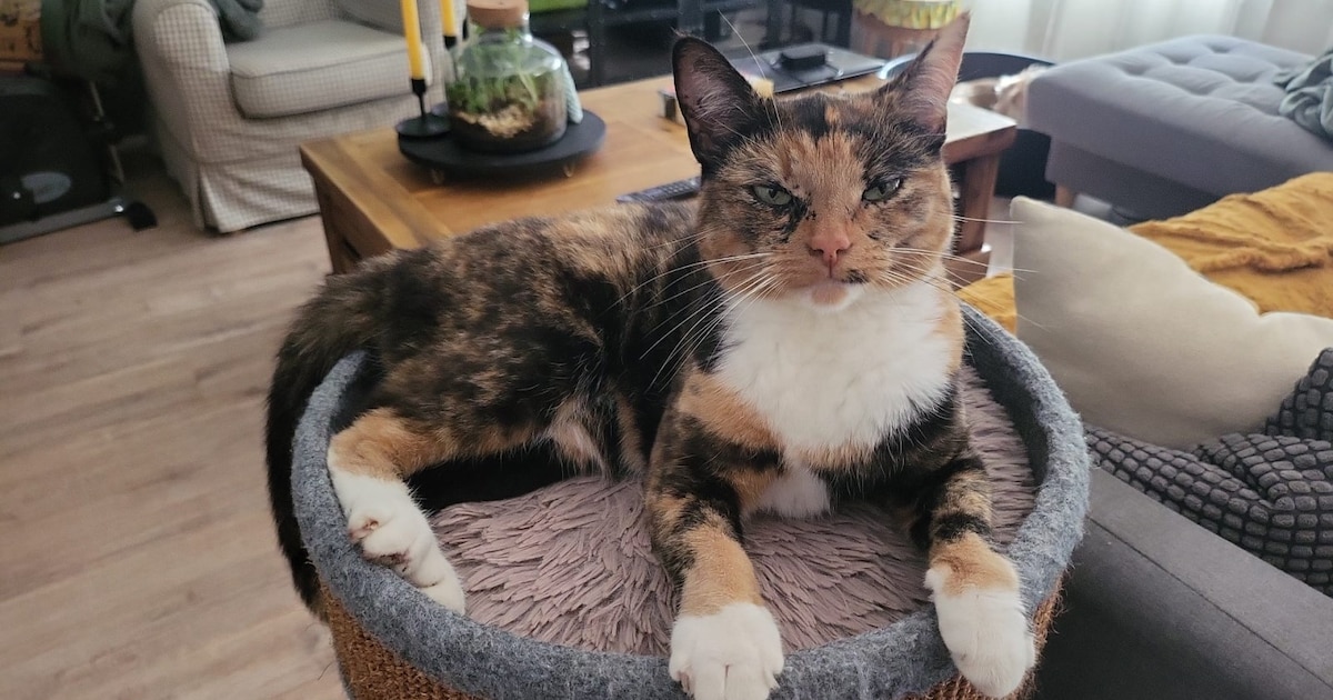 Heb jij Charlie gezien? Dit huisdier wordt in Nieuwegein vermist