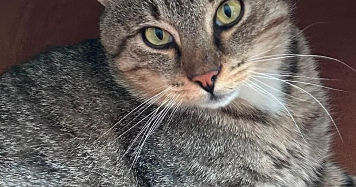 Heb jij Iejoor, Jaxy of Kiwi gezien? Deze drie huisdieren worden in Woudenberg vermist