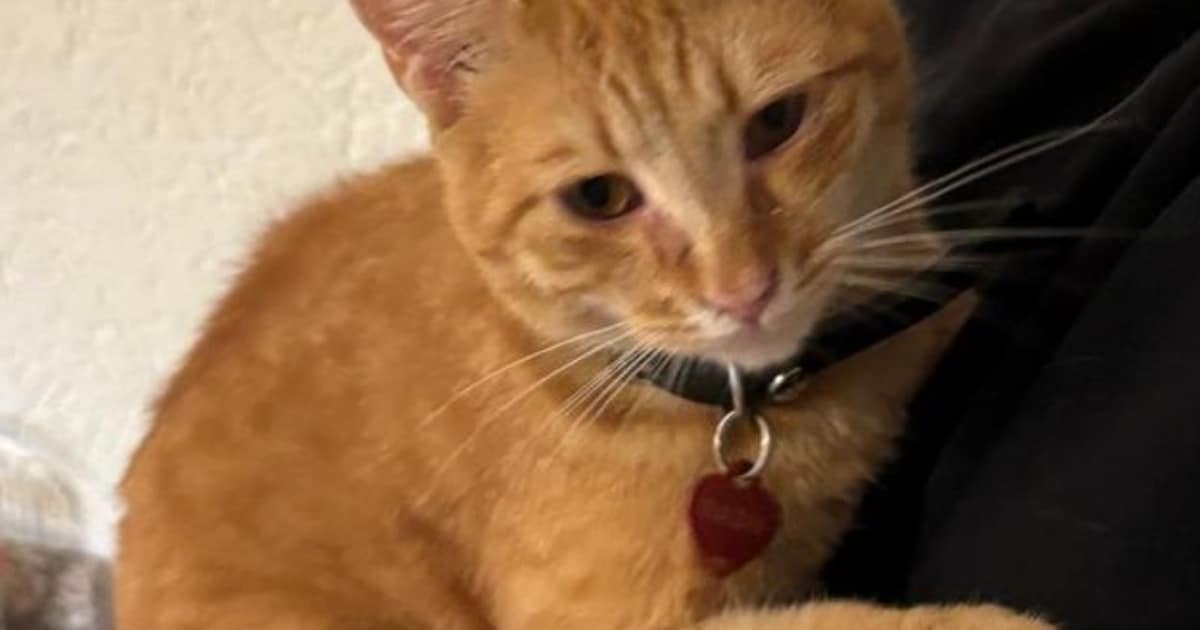 Heb jij Radu gezien? Dit huisdier wordt in Landgraaf vermist