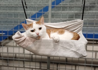 Grote vriendelijke reus houdt niet van drukte, wel van jouw knuffels