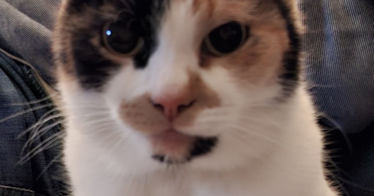 Heb jij Lizzy, Lilly of Sammie gezien? Deze drie huisdieren worden in Assen vermist