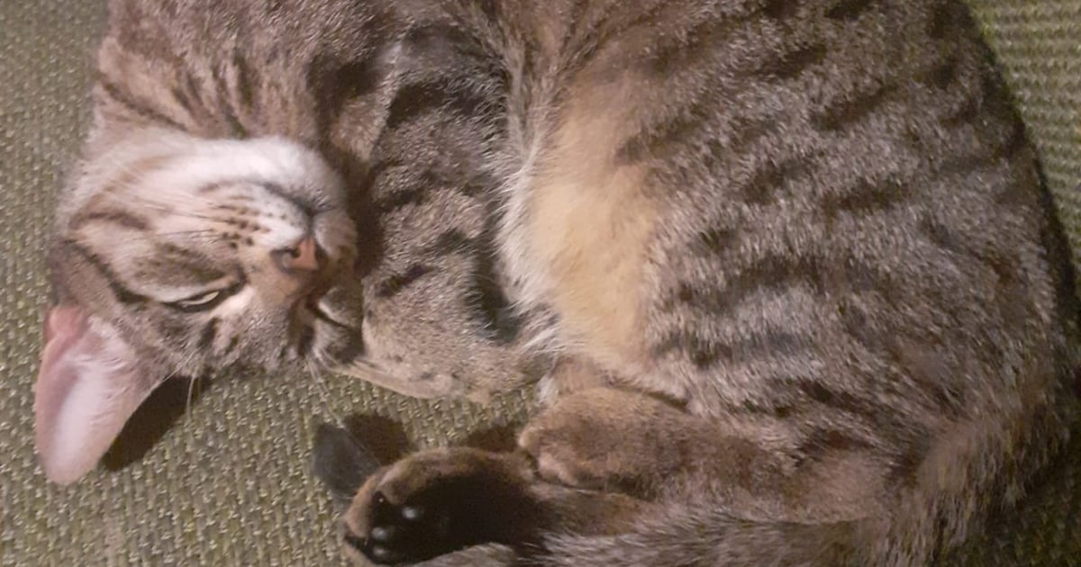 Heb jij Guusje gezien? Dit huisdier wordt in Bunschoten vermist