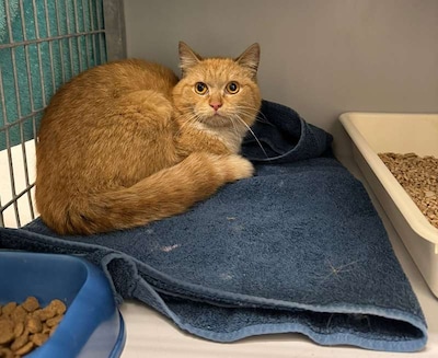 Rode kater zoekt warm plekje en verstopt zich tijdens garagebeurt onder de motorkap