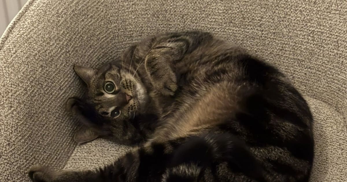 Heb jij Gijs, Eos of Maxi gezien? Deze drie huisdieren worden in Renkum vermist