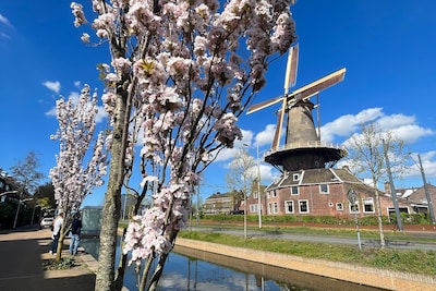Hallo lente! Delft staat in bloei (video)