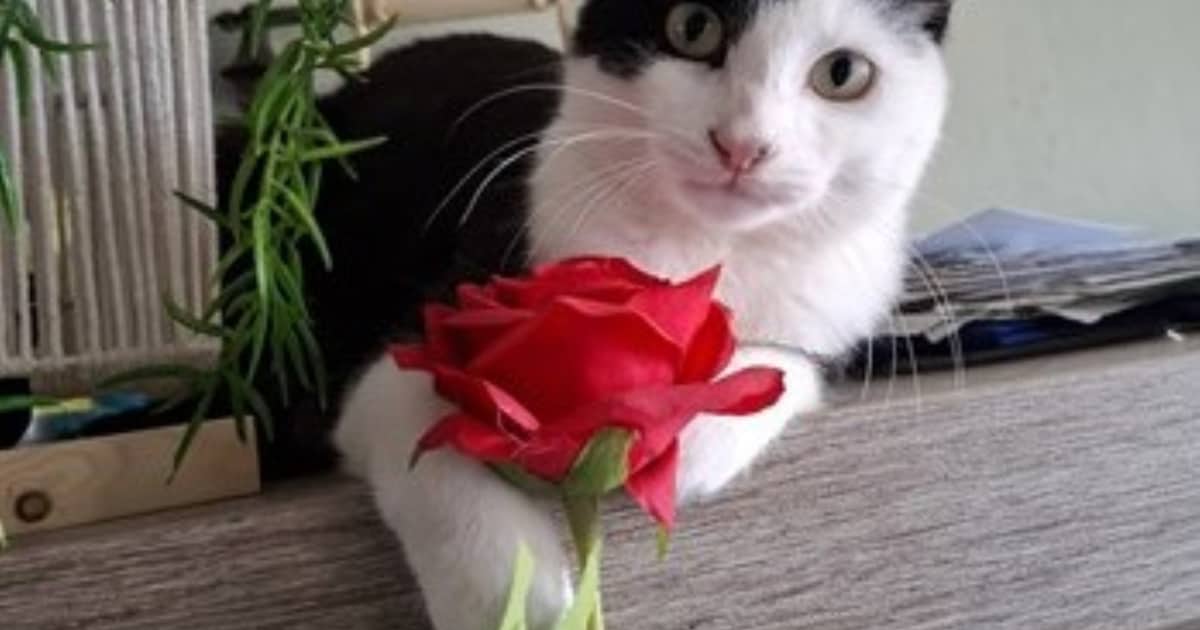 Heb jij Triple of Kado gezien? Deze twee huisdieren worden in Waddinxveen vermist