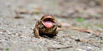 Natuurfoto’s van Peter van de Ven te zien in Beek-Ubbergen