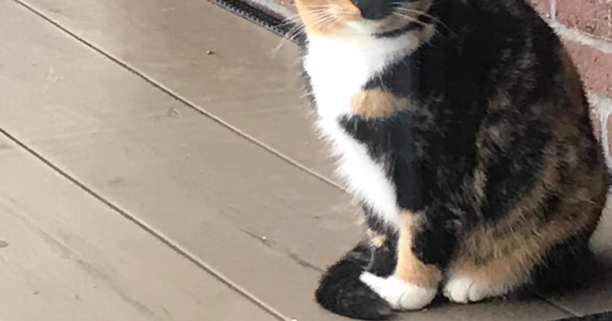 Heb jij Kimchi, Poekie of Remi gezien? Deze 3 huisdieren worden in Doetinchem vermist