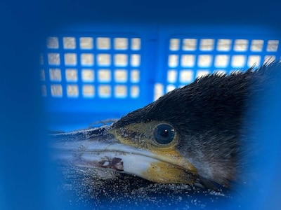 De voorbijganger kreeg een flinke pik in zijn wang, vlak onder het oog