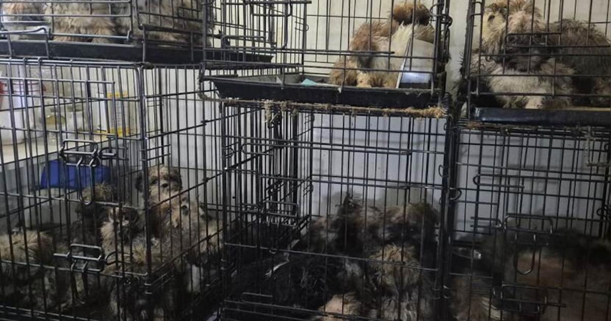 Onder urine en geen water: 71 verwaarloosde honden ontdekt bij Peter, nu staat er veel op het spel b