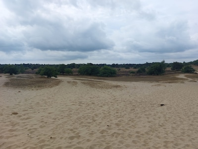 Wandeling door Loonse en Drunense Duinen met gids