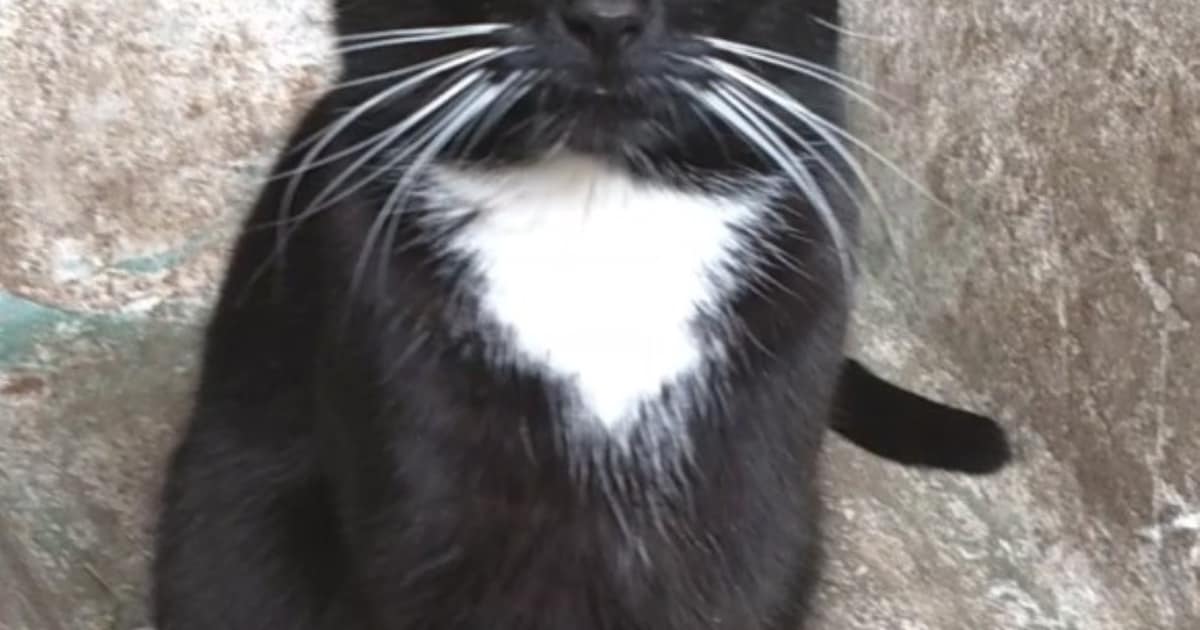 Heb jij Noet gezien? Dit huisdier wordt in Tytsjerksteradiel vermist