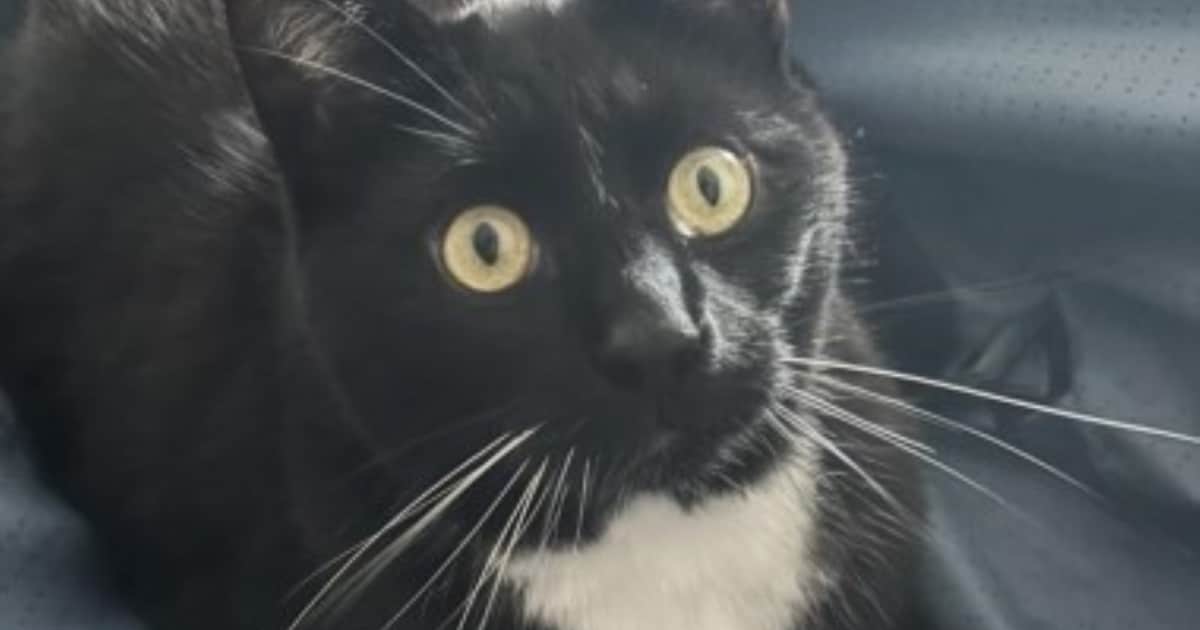 Heb jij Djess gezien? Dit huisdier wordt in Brunssum vermist