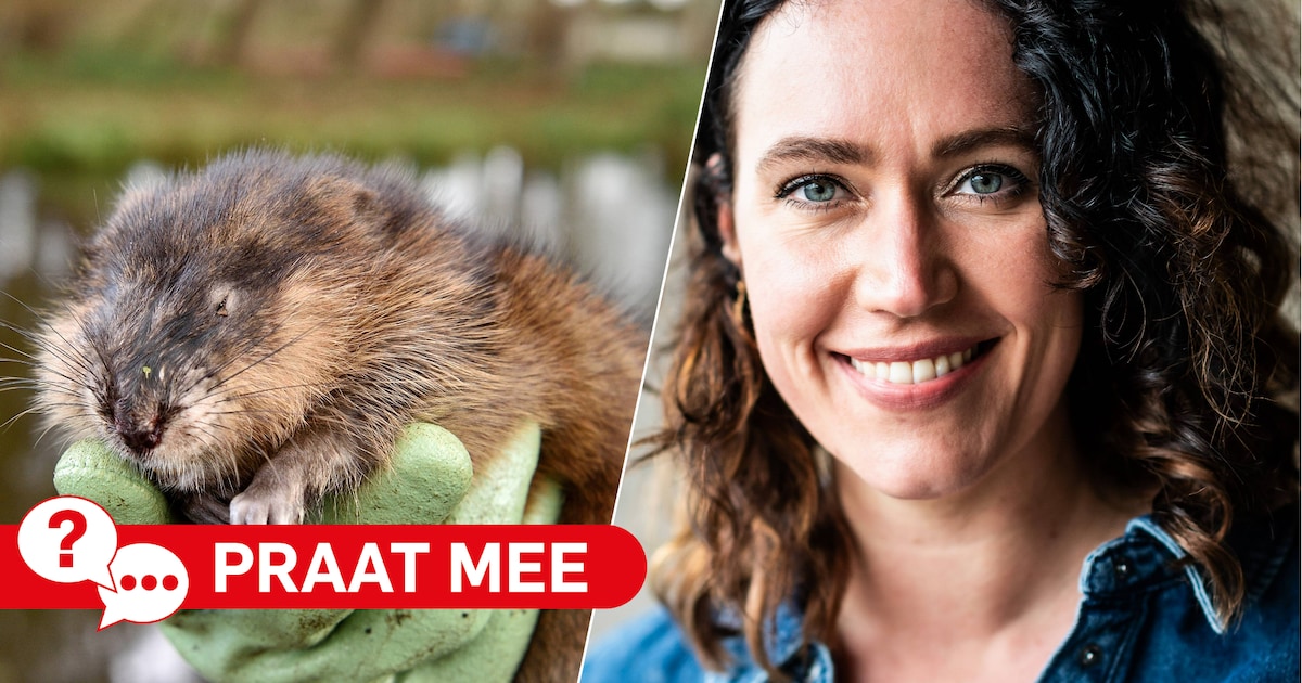 Muskusratten en rivierkreeften overspoelen de Krimpenerwaard: moet er meer aan worden gedaan?