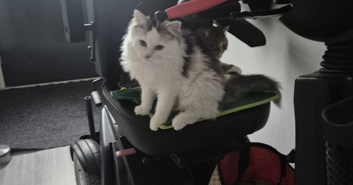 Heb jij Sibby gezien? Dit huisdier wordt in Noordwijk vermist