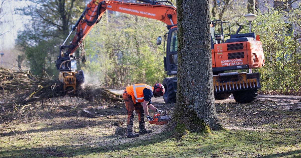 Gemeente Leiderdorp controleert en kapt risicovolle bomen
