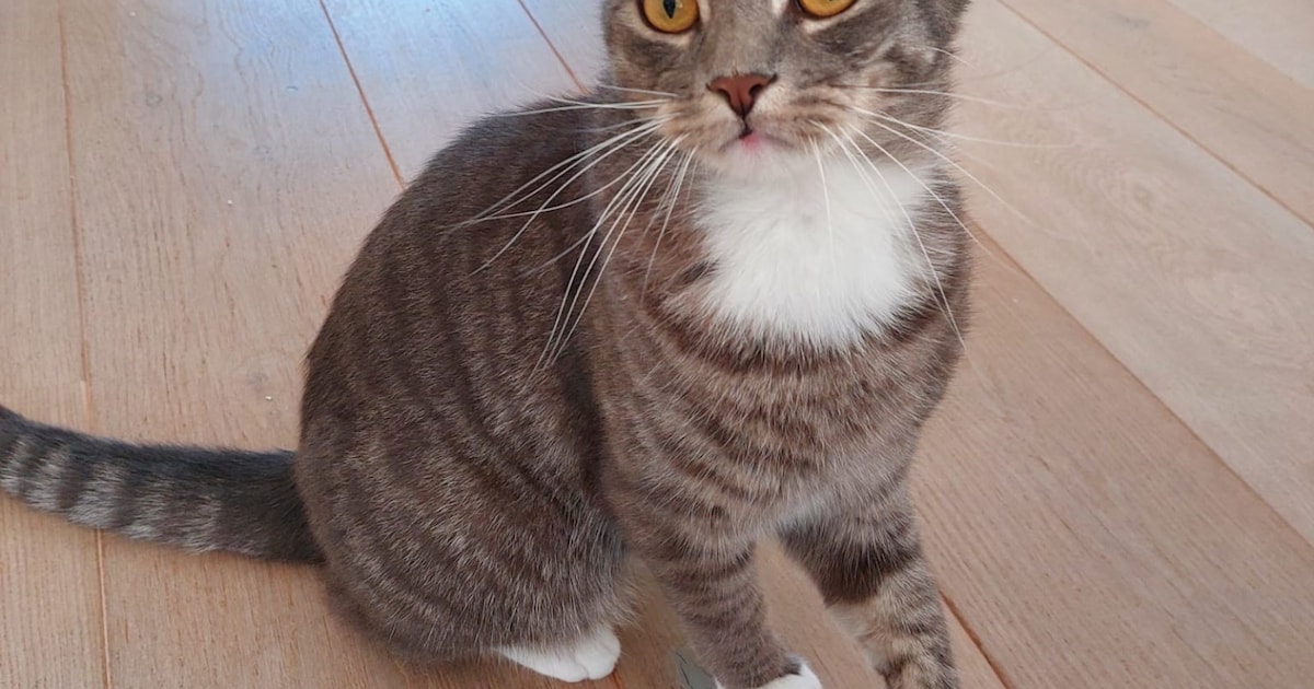 Heb jij Binky gezien? Dit huisdier wordt in Oostzaan vermist