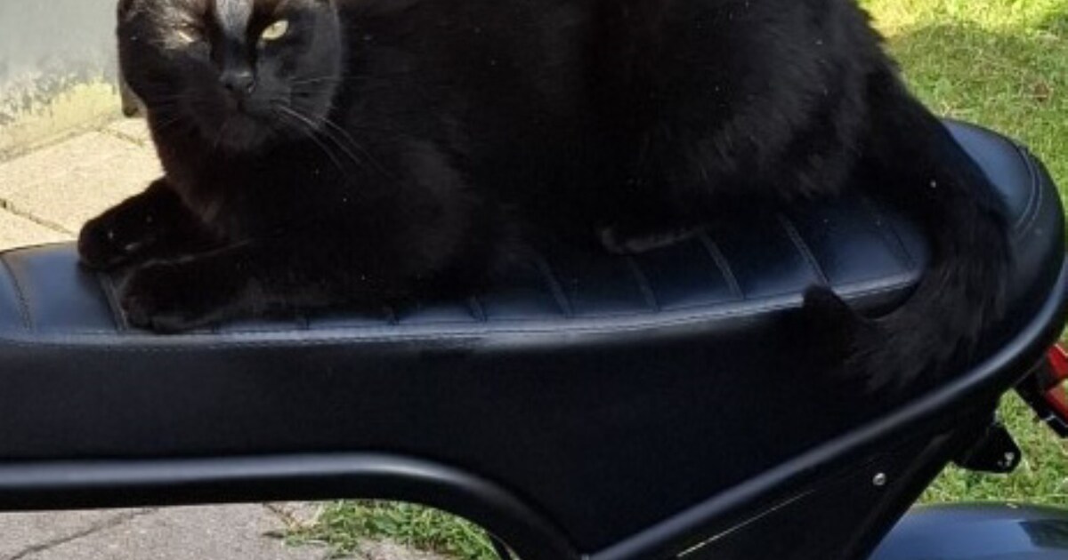 Heb jij Nora gezien? Dit huisdier wordt in Losser vermist