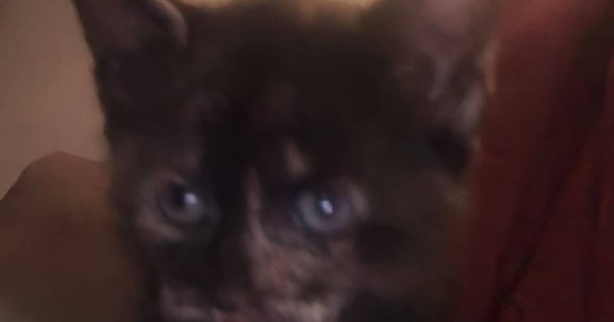 Heb jij Paris, Nola of Pepper gezien? Deze drie huisdieren worden in Velsen vermist