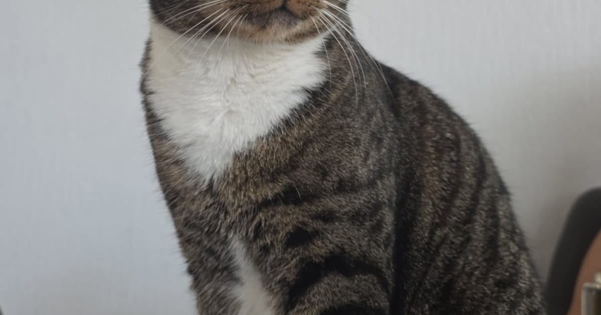 Heb jij Tommy gezien? Dit huisdier wordt in Bodegraven-Reeuwijk vermist