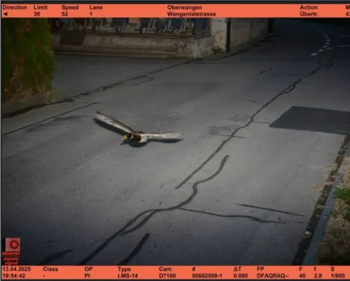 een-eend-vloog-met-52-kilometer-per-uur-door-een-30-kilometer-zone-in-oberwangen-koniz-dat-werd-vastgelegd-door-de-snelheidscamera