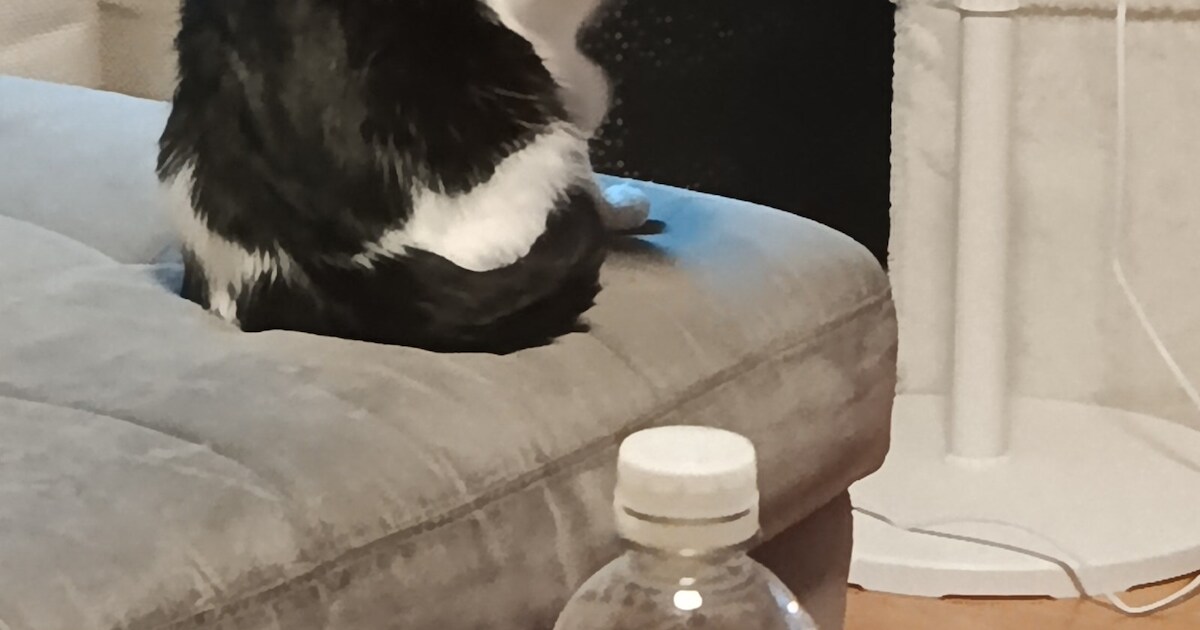 Heb jij Floki, Bink of Mickey gezien? Deze vijf huisdieren worden in Maastricht vermist