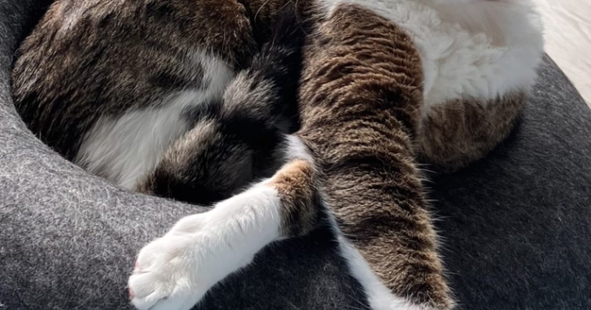 Heb jij Jules gezien? Dit huisdier wordt in Zeist vermist