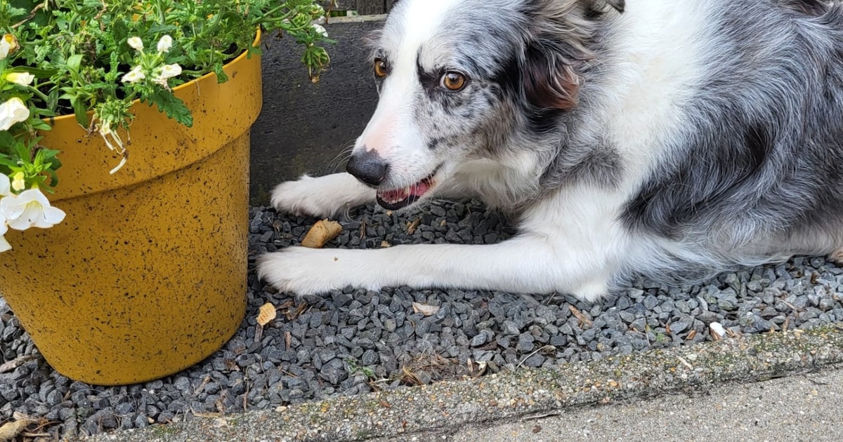 Heb jij Kaya gezien? Dit huisdier wordt in Oudewater vermist