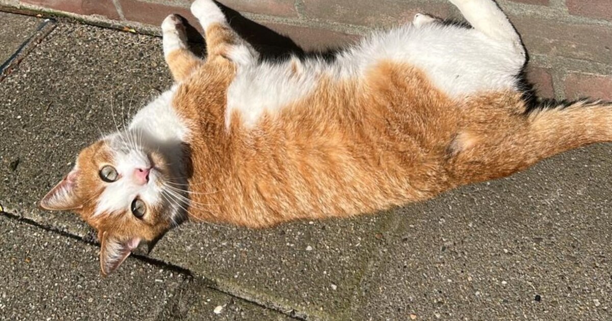 Heb jij Jopie gezien? Dit huisdier wordt in Dantumadiel vermist