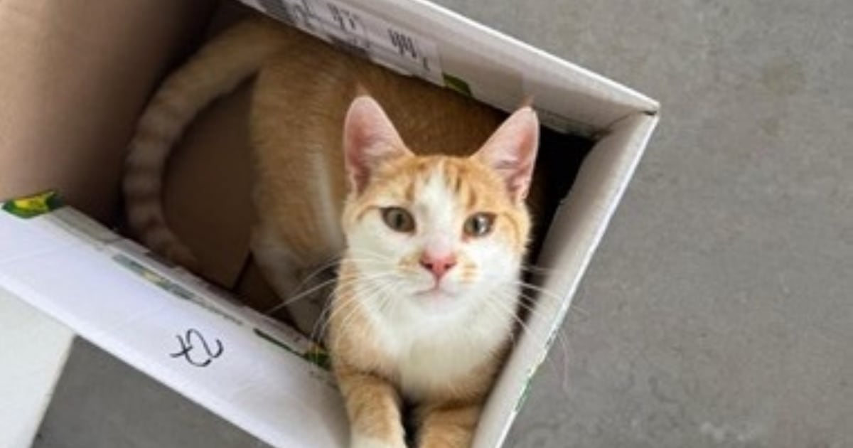 Heb jij Pim gezien? Dit huisdier wordt in Horst aan de Maas vermist