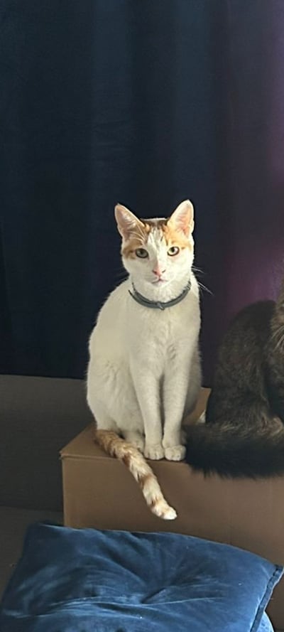 Heb jij Brownie gezien? Dit huisdier wordt in Wijchen vermist