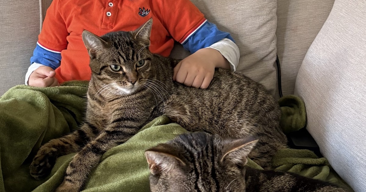 Heb jij Mickey, Famke of Tika gezien? Deze acht huisdieren worden in Soest vermist