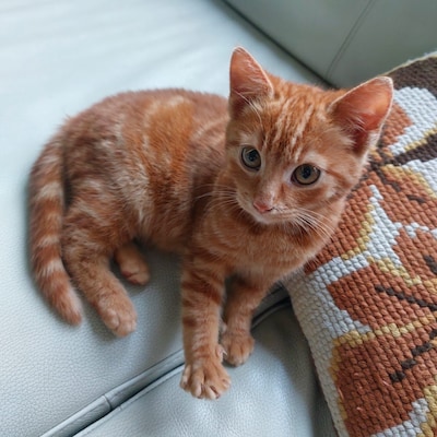 Heb jij Fiena, Mimy of Gizmo gezien? Deze drie huisdieren worden in Kampen vermist