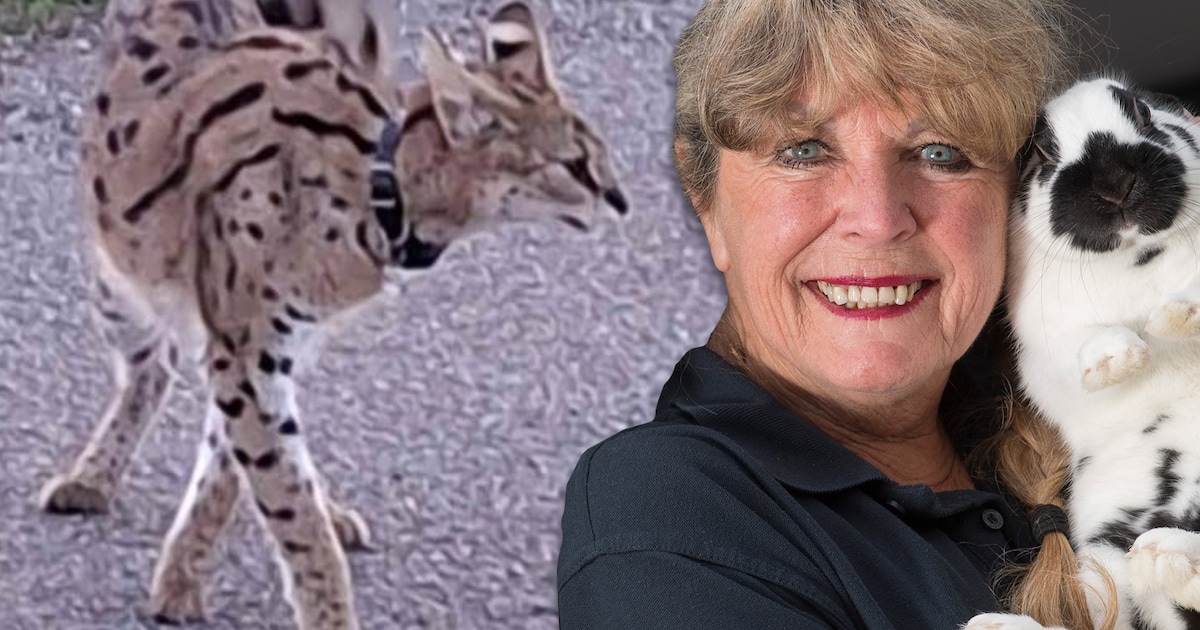Wat moet je doen als je een serval tegenkomt? Marja van de dierenambulance geeft antwoord
