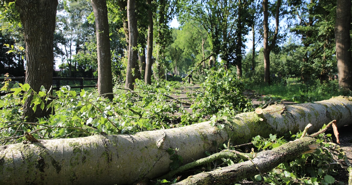 Storm richt ravage aan in Veendam, meerdere bomen omgewaaid