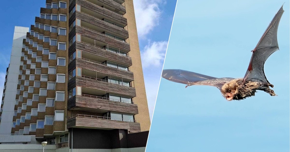 Vleermuizen krijgen ook eigen woonplek in Nieuwe Marckenburgh: ‘Ze zijn heel nuttig’