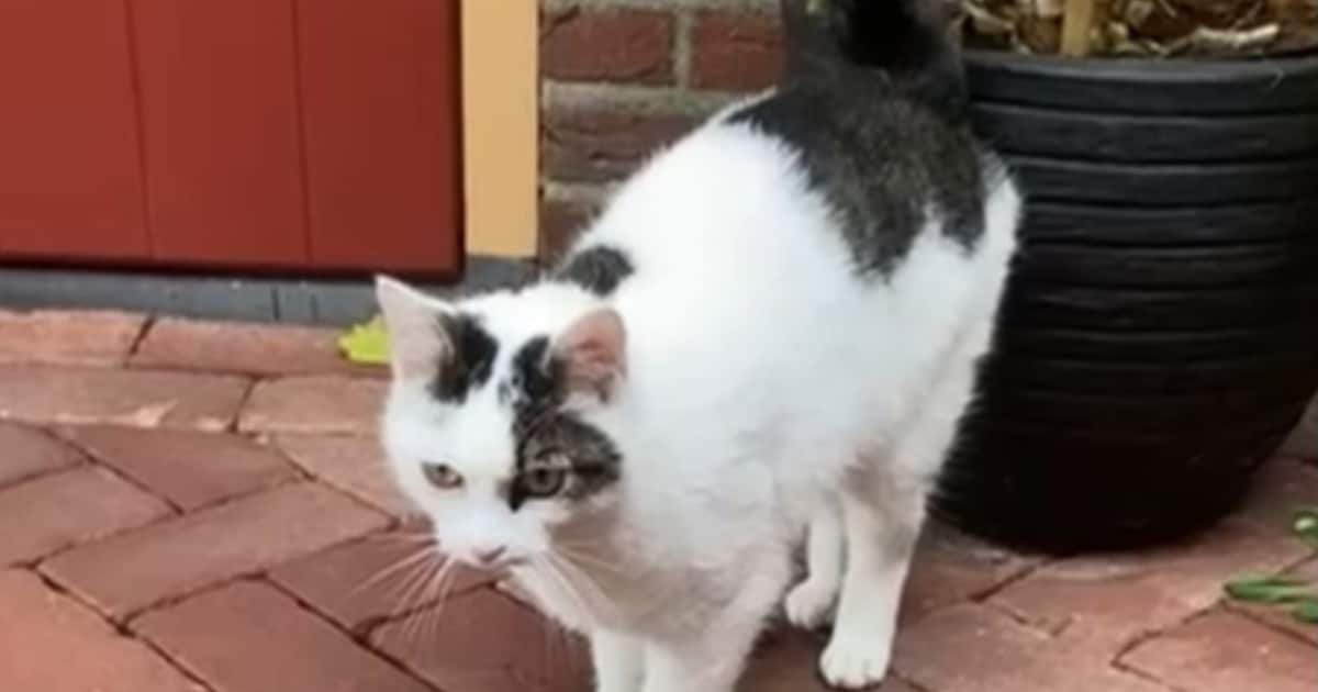 Heb jij Momo gezien? Dit huisdier wordt in Deurne vermist