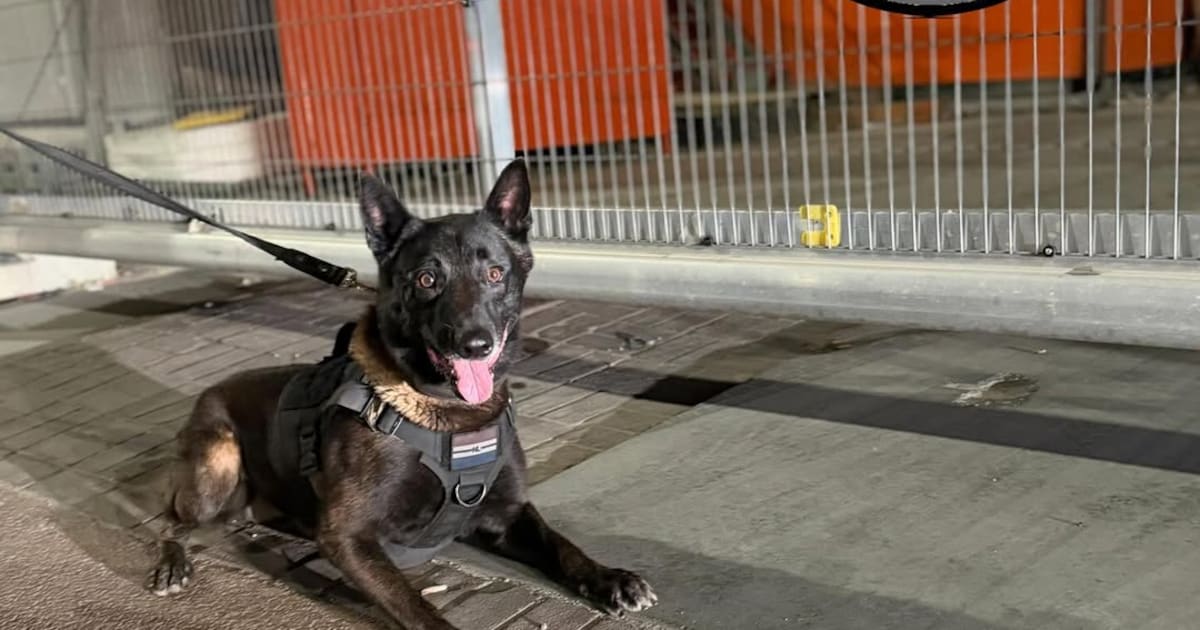 Dief probeert zich te verstoppen in bouwkeet, maar daar trapt politiehond Basco niet in