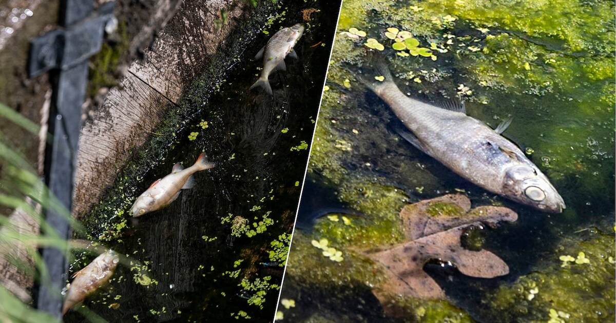 Hitte wordt vissen in kanaal Almelo-Nordhorn fataal: ‘We kunnen het niet altijd voorkomen’ | Foto