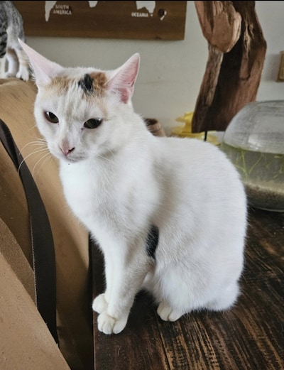 Heb jij Lio, Lunar of Tybo gezien? Deze drie huisdieren worden in Tiel vermist