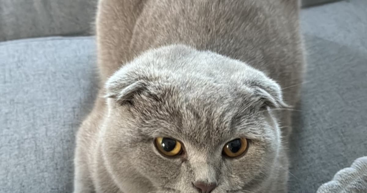 Heb jij Pasha gezien? Dit huisdier wordt in Sliedrecht vermist