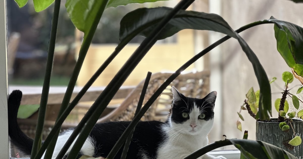 Heb jij Gipsy gezien? Dit huisdier wordt in Krimpenerwaard vermist