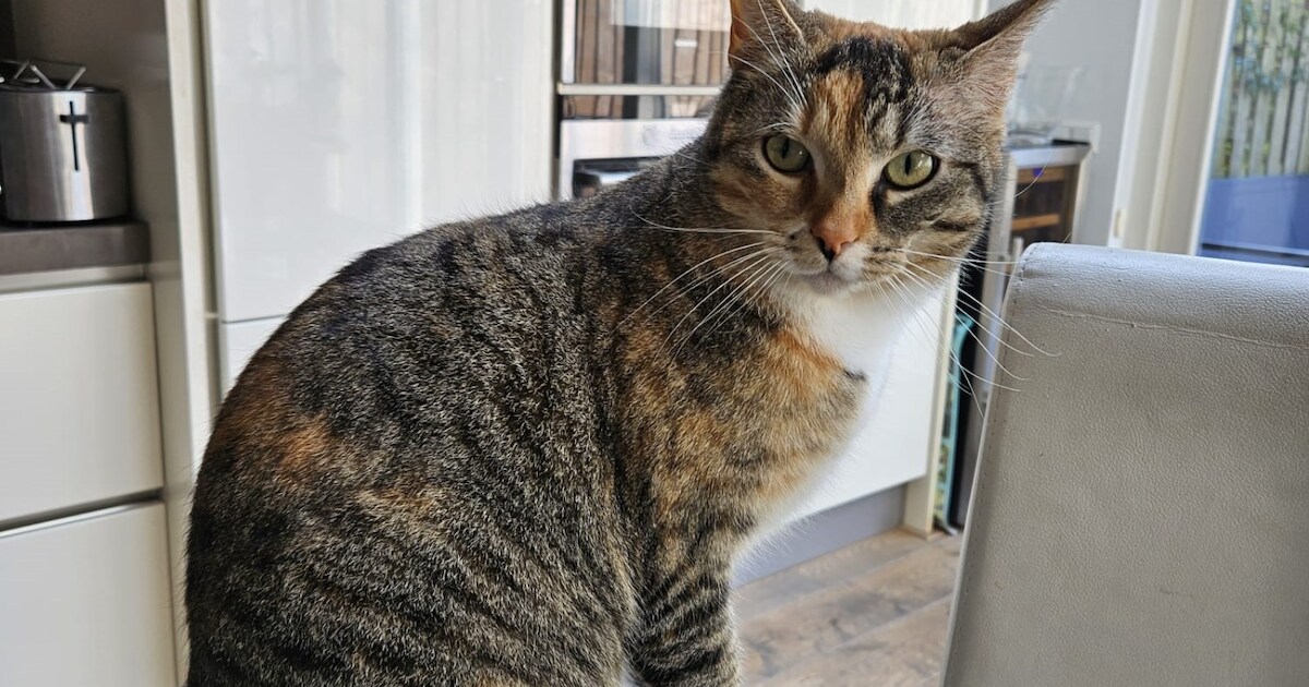 Heb jij Kaya, Toby of Micky gezien? Deze drie huisdieren worden in Leiderdorp vermist