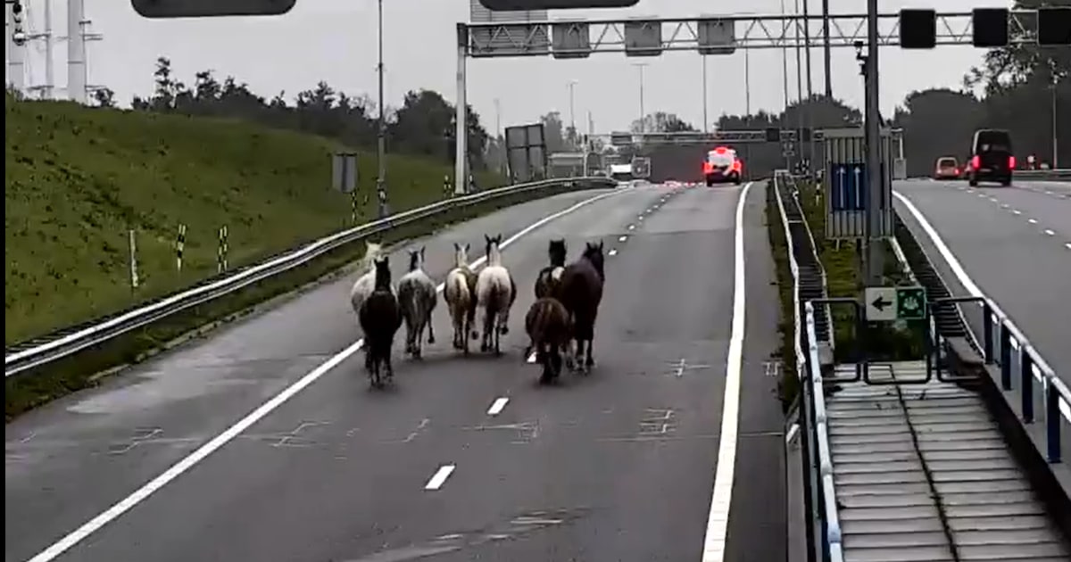 Kudde paarden op de A9 bij Velsen, Nicole schiet te hulp: 'Rende op klompen naar buiten'