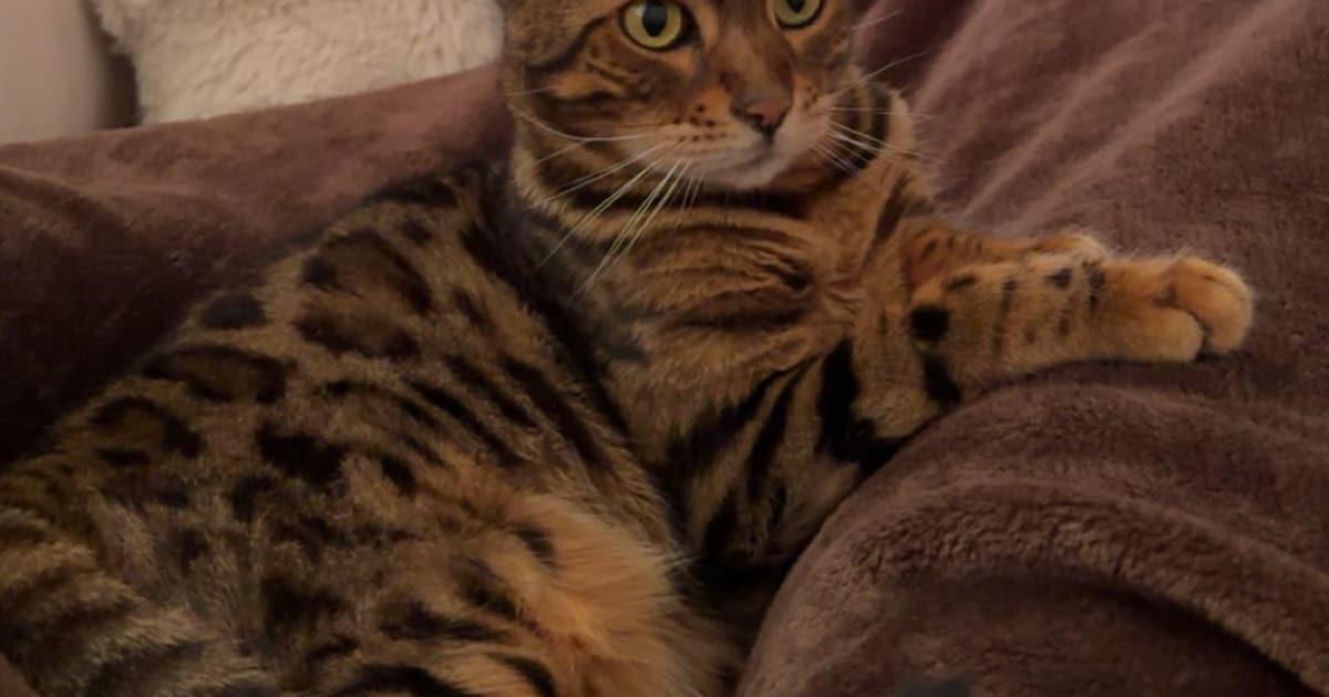 Heb jij Pablo, Japie of Minoes gezien? Deze drie huisdieren worden in Hilversum vermist